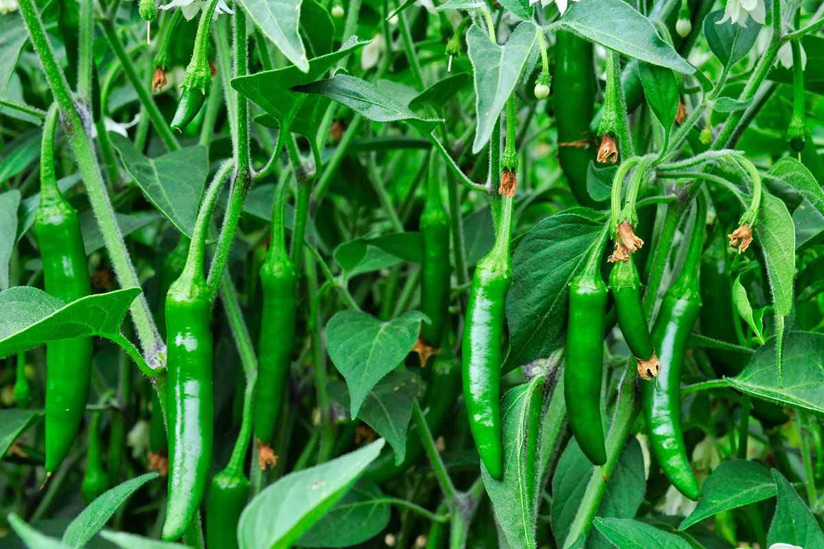 Organic Pepper Seeds - 7 Variety Combo -2