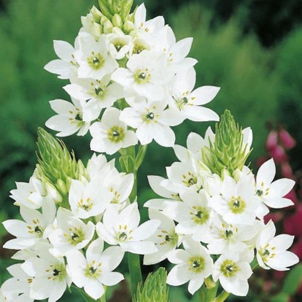 LIVE GREEN Flower Bulbs | Ornithogalum White Color Flower Bulbs For Home Gardening (Pack of 2 Bulbs), multi-color (LG-HBRD-FL2454) (B09BV7KYS6) Amazon Price History, Amazon Price Tracker