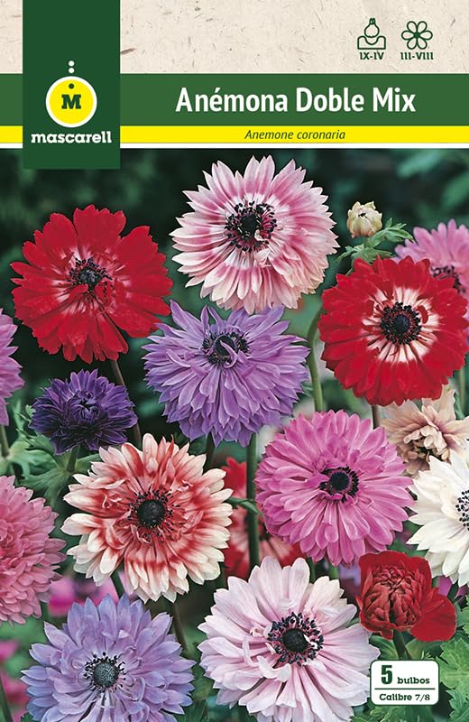 Mascarell Semillas, ANEMONAS DOBLES MEZCLA DE COLORES, Semillas Bulbosas, Bulbos de Flores Otoño Fácil de Cultivar, Bolsa 5 Bulbos