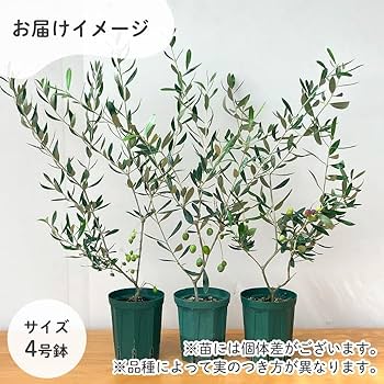 Amazon｜選べる実付きオリーブ 4号鉢 鉢植え 観葉植物 オリーブの木