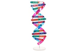 NUOBESTY Double Helix Model DNA Model Kit DNA Structure Models Human Genes...