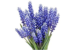 Vibrant Spring Blooms with Grape Hyacinth Bulbs - Unveil an Enchanting Garden Display