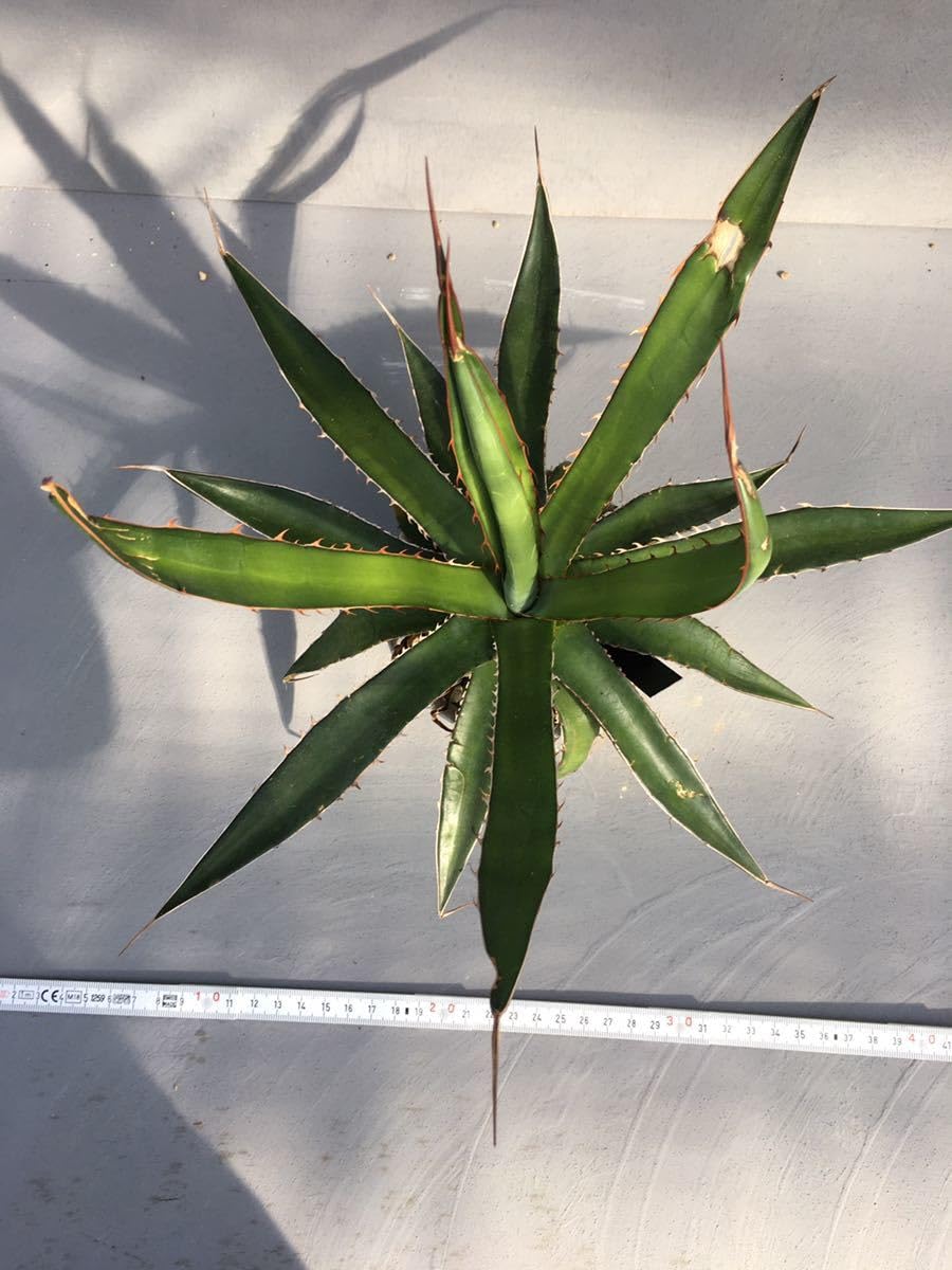 Amazon.co.jp: アガベ ホリダ ペロテンシス Agave horrida ssp