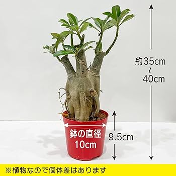 K*K様 アデニウム（Aラベル）　大株　塊根植物　砂漠のバラ　多肉植物 61tdiueRNbL._UF350,350_QL80_.jpg