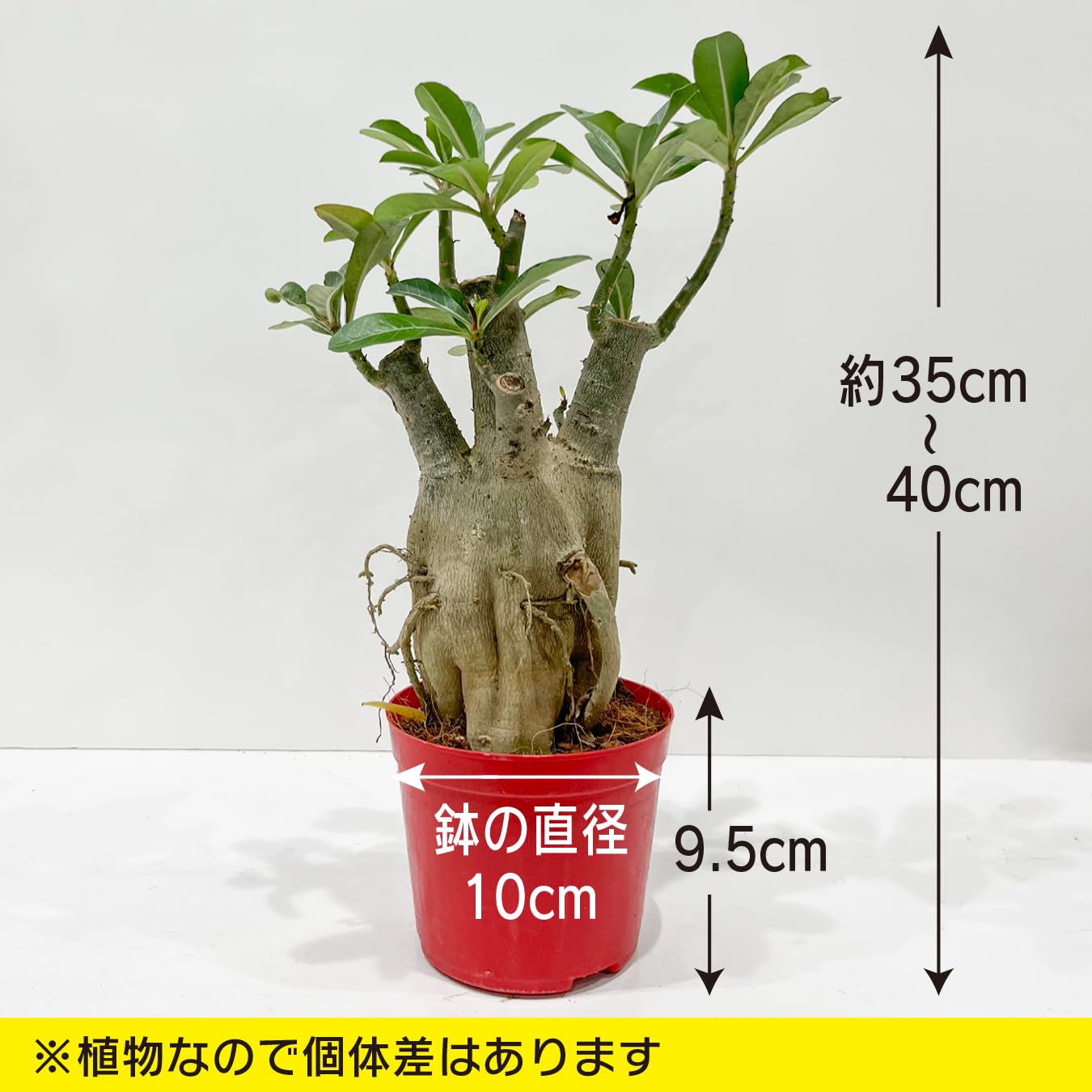 Amazon｜アデニウム アラビカム 砂漠のバラ 天空のバラ 太い幹