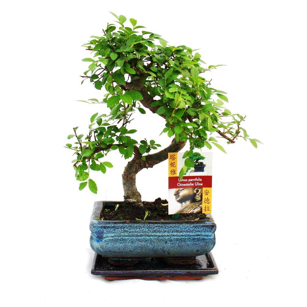exotenherz - Bonsai orme de Chine - Ulmus parviflora - 6ans