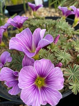 New 100pcs Oxalis laciniata Flower Seeds Pink Generic