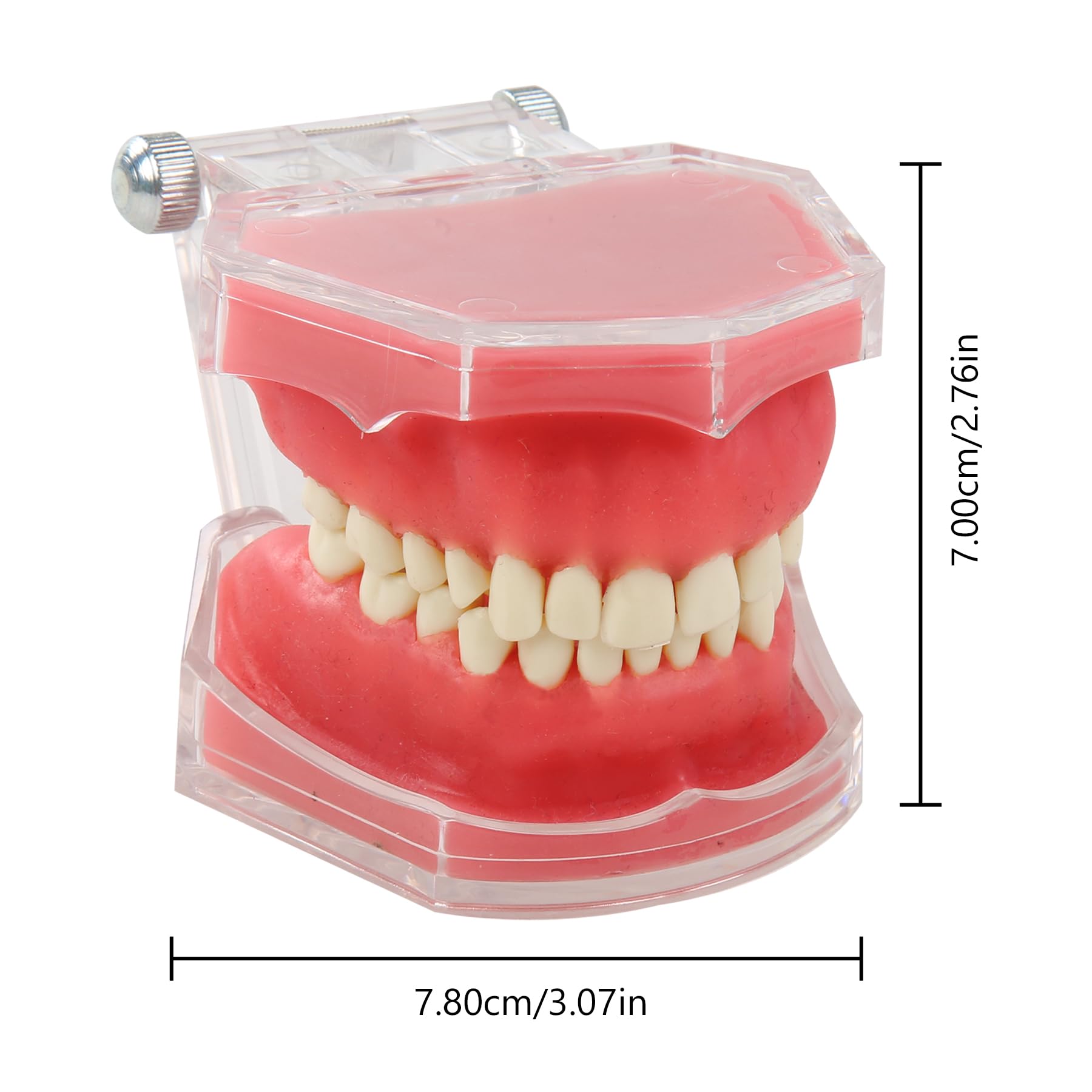 Zahnmodell Realistisch - 28 Zähne Herausnehmbar Dentalmodell mit durchsichtiger Acryl-Abdeckung und weichem Gummigumm Ideal für Zahnmedizinstudenten und Ärzte