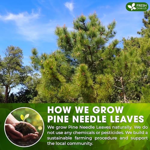 Image of FreshDrinkUS, Pine Needle Tea Bags - 135 Tea Bags, Naturally Caffeine-Free, Refreshing Herbal Tea, Wild-Harvested Pine Leaves, Aromatic and Soothing - Non-GMO & Eco-Friendly Packaging