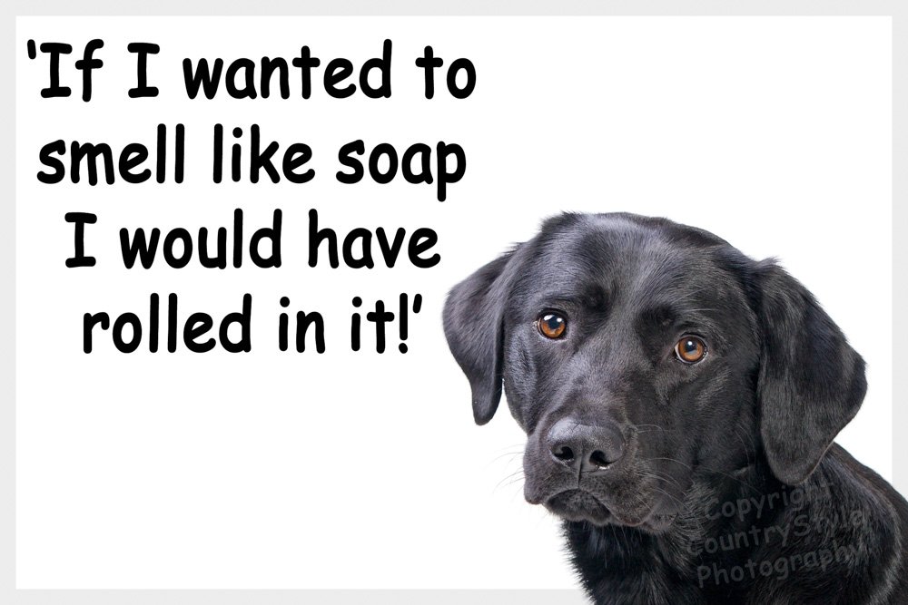Countrystyle Gifts Black Labrador Retriever Dog Funny Fridge Magnet Lab Gift