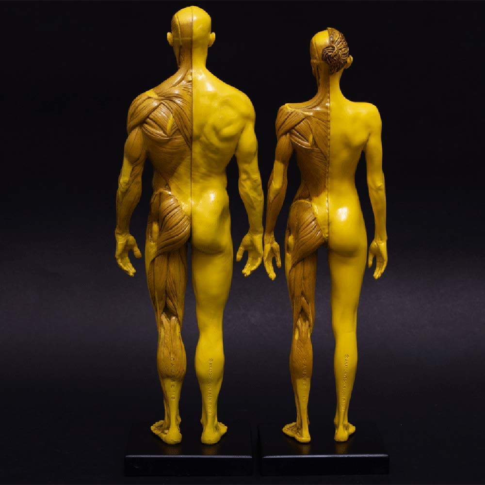 Modello Anatomico Figura Anatomica Femminile E Maschile - Figura Anatomica Umana Modello Anatomico Umano Muscolo Osso Corpo Umano Muscoloscheletrico (Combinazione)