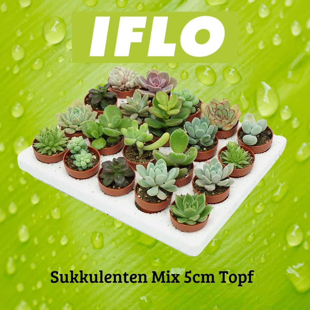 Iflo Fröhliche Vielfalt: Sukkulenten Mix, Sortiment von Mini-Sukkulenten im 5,0-5,5 cm Topf, Bunte Auswahl für Haus und Büro (16)