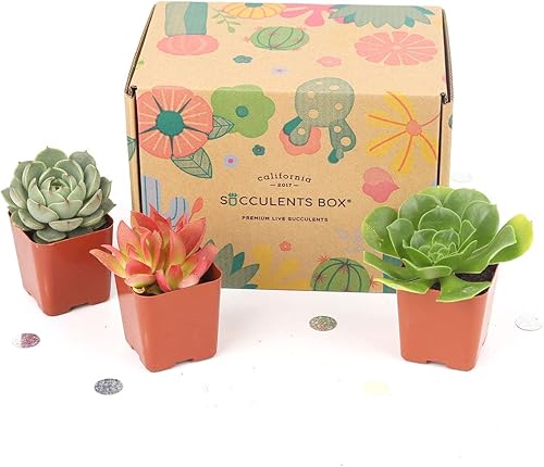 Miniatura 2 de Plantas suculentas vivas prémium (paquete de 23456) totalmente enraizadas en macetas de plástico con tierra, decoración colorida de plantas de