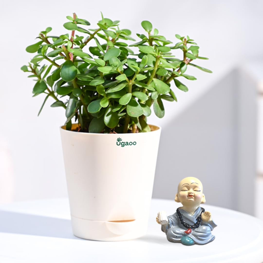 UGAOOLucky Jade Plant Gift set with Miniature Monk - for Anniversary, Birthday - for Girls, Men, Women, Boys, Friend