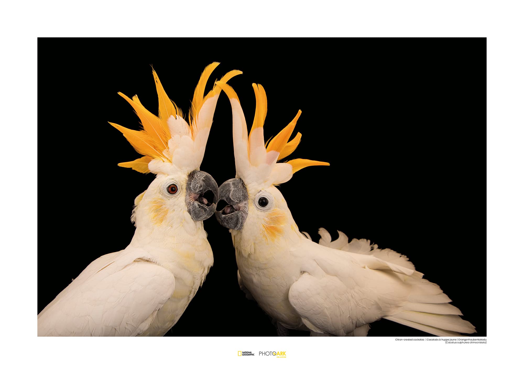 Tableau mural cockatoo Komar pour une deco chambre exotique et apaisante 70x50