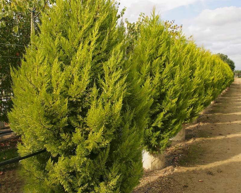 Ciprés de interior Cupressus macrocarpa Ciprés de Monterrey - más de 50 semillas W 188