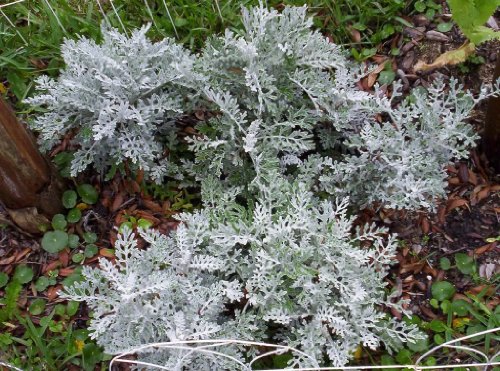 300 Silverdust Dusty Miller Cineraria Maritima Flower Seeds #TOP3