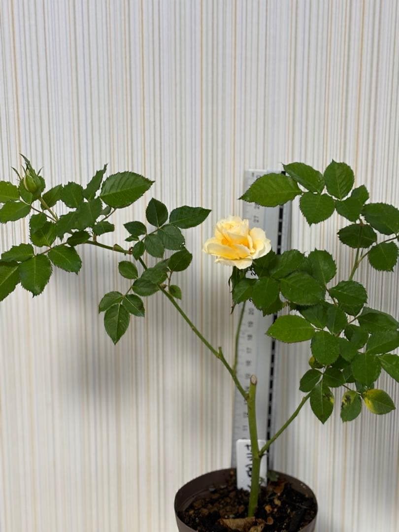 バラ苗 挿し木苗 切り花種 スプレーバラ サラ