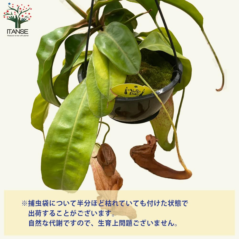 Amazon.co.jp: ネペンテス ミランダ 5号吊り鉢【品種で選べる食虫植物