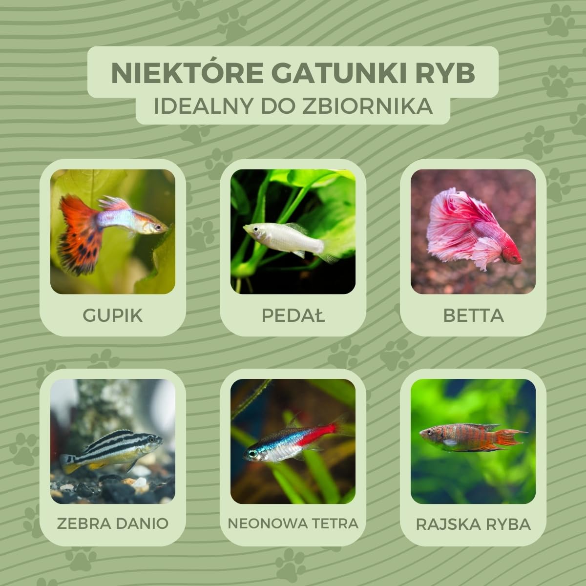 Mobiclinic® pets, Mał okrągł akwarium, Nemo, 4 litry, Plastik pet eco, Przezroczysty design, 20x20x17, 5cm, Łatwe do czyszczenia, Wytrzymałe, Idealne dekoracji domowej, Rośliny wodne