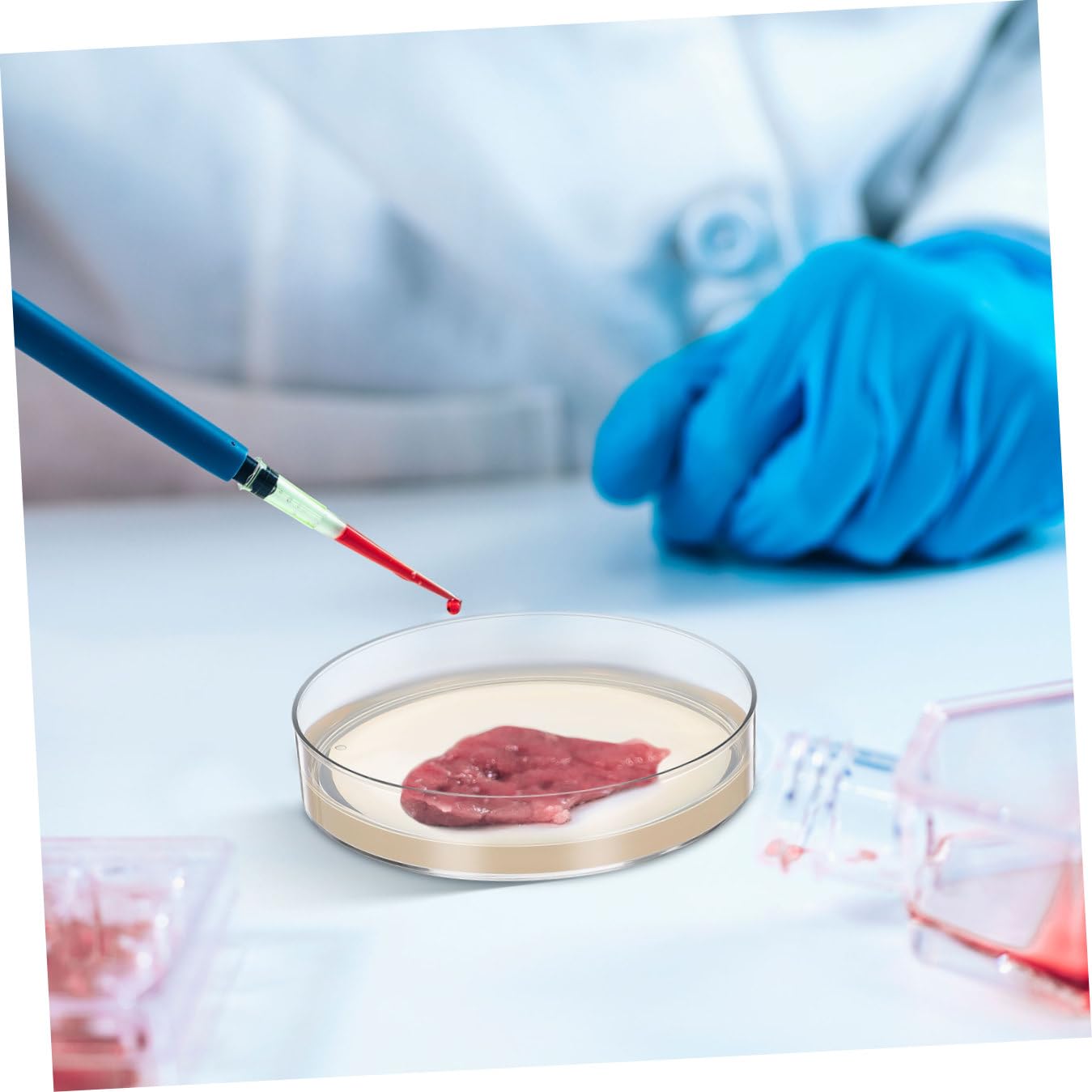 KESYOO 10 Boîtes de Petri Pré-coulées de 7 Cm Contenant de La Gélose, pour Expériences Scientifiques Et de Laboratoire, Microbiologie, Cours de Biologie, 10 Pièces