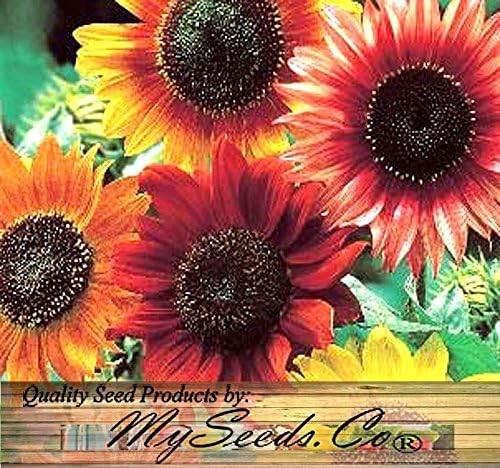 Miniatura 5 de MySeeds.Co - Semillas de girasol de 1 libra (más de 6,500 semillas) de girasol Sunny Sun Flower Crazy Mix, semillas sin OMG