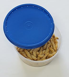 Bienenmaden Premium, 100 Stück