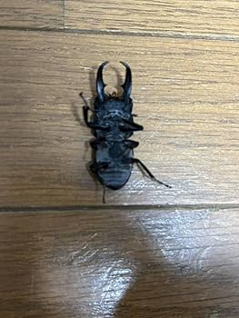 インド ヒラタクワガタ 標本 本土ヒラタクワガタ標本2頭セット - メルカリ