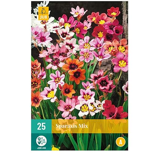 Mélange de 25 bulbes Sparaxis