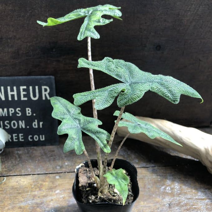 Amazon｜ジャックリン アロカシア ジャクリン 観葉植物 インテリア植物