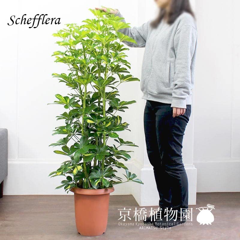シェフレラ　カポック　8号　観葉植物　幹がゴリゴリ シェフレラ（カポック） 8号 | 観葉植物の通販ならHitoHana（ひとはな）
