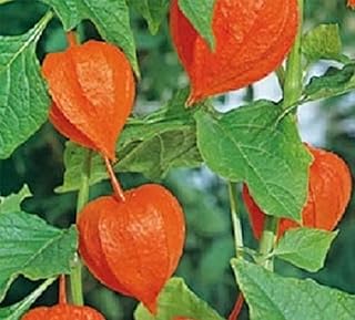 100 Chinese Paper Lantern Seeds Plant Seeds Non-Hybrid, Open-Pollinated, Suited for Canadian Climate
