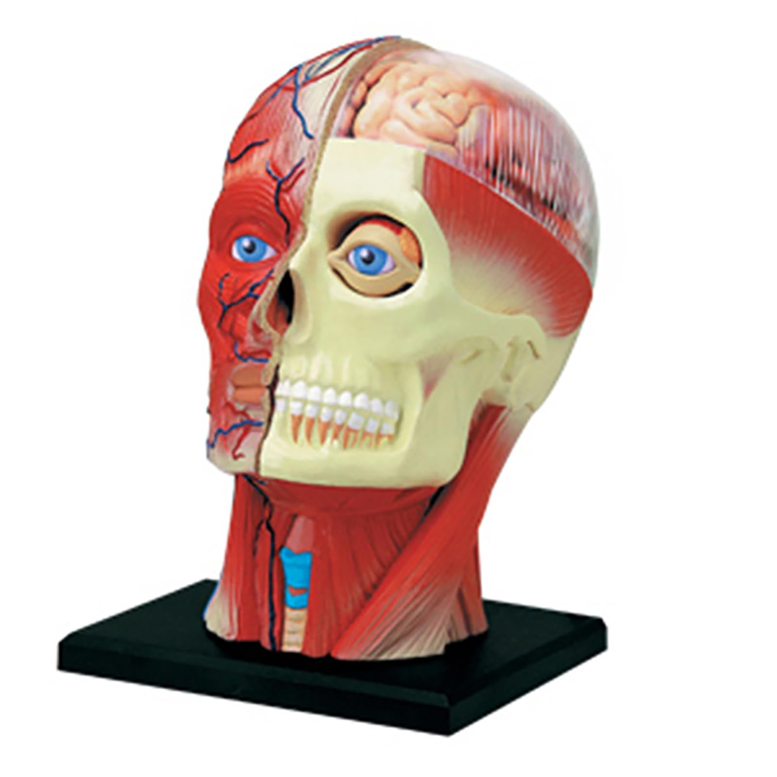 Modèle d'anatomie du cerveau humain pour classe de sciences