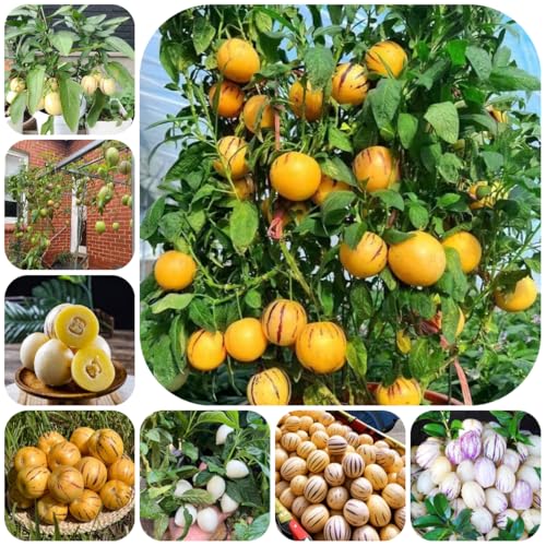 semillas de melón pera, semillas raras melón balcón fresca columnares huerta jardín 300pcs