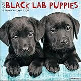 Just Black Lab Puppies 2017 Wall Calendar (Dog Breed Calendars)