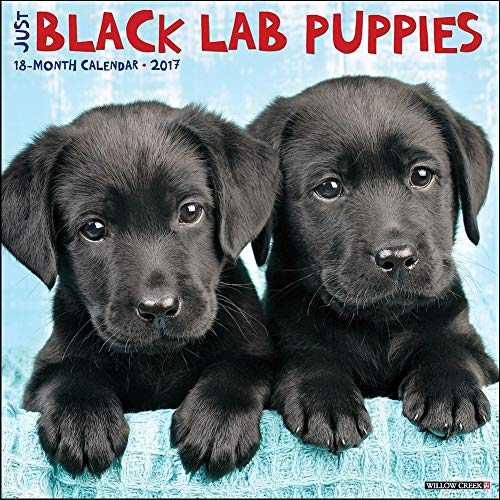 Just Black Lab Puppies 2017 Wall Calendar (Dog Breed Calendars)