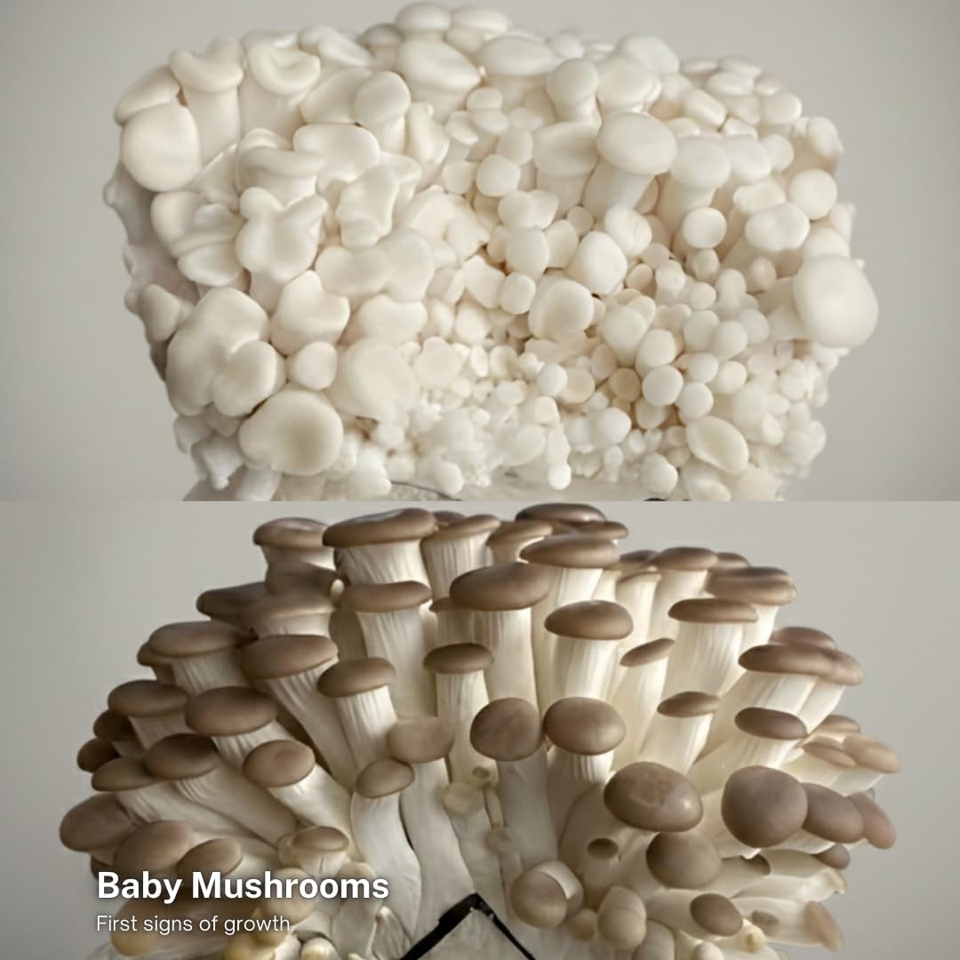 Forest Origins White & Brown Oyster Mushroom Grow Kit 2-Pack Variety - Beginner Friendly & Easy to Use, Grows in 10 Days | Handmade in California, USA | Top Gardening Gift, Holiday Gift & Unique Gift