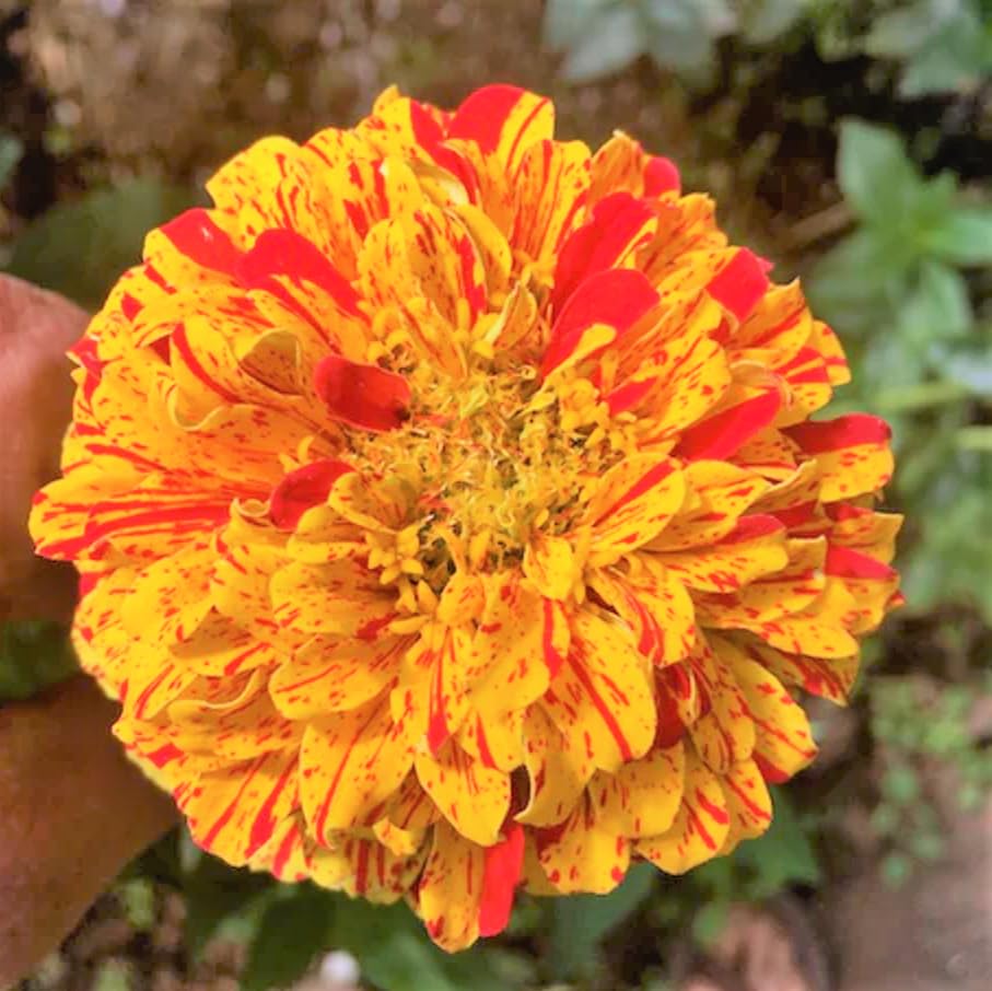 Amazon.com : TomorrowSeeds - Peppermint Candy Stripe Zinnia Seeds
