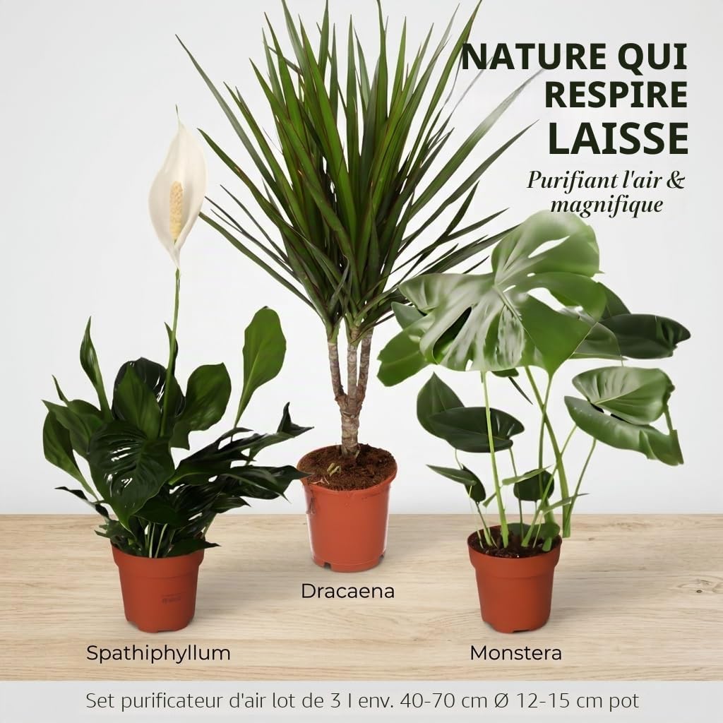 Lot de 3 purificateurs d'air Monstera, Spathiphyllum, Dracaena Ø 40-70 cm