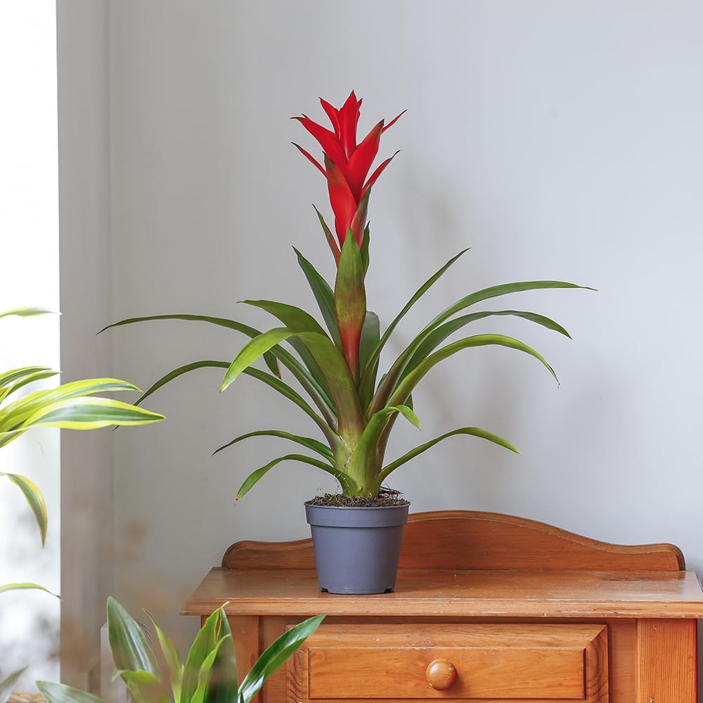 YouGarden Guzmania 'Ostara' Houseplant, 1 x 12cm Pot, Orange Red Star Flower, Tropical Indoor Plant