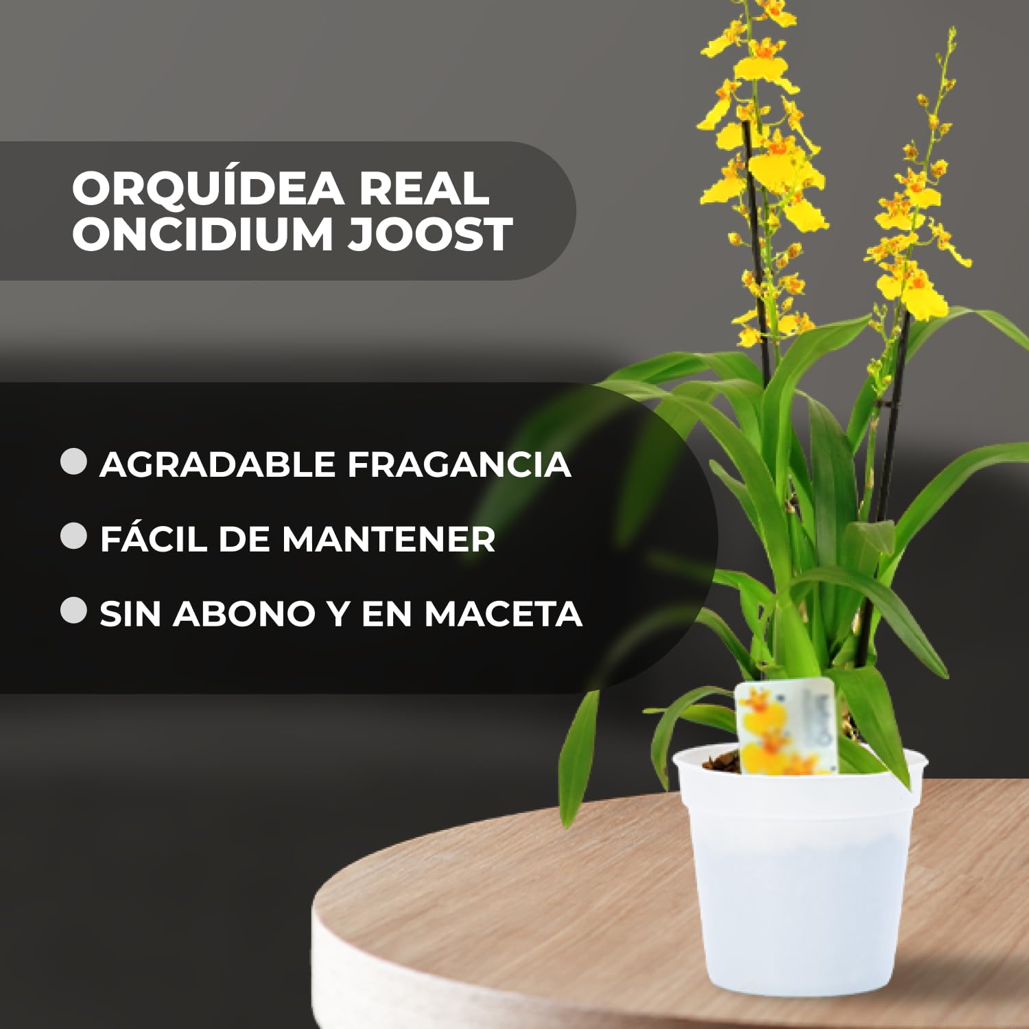 Orquídeas Oncidium Joost reales, 2 grandes plantas de interior de Holanda, de 30-40 cm de altura con flores y fragantes