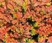 HEIRLOOM NON GMO Firefly Heather (Calluna Vulgaris) 25 seeds