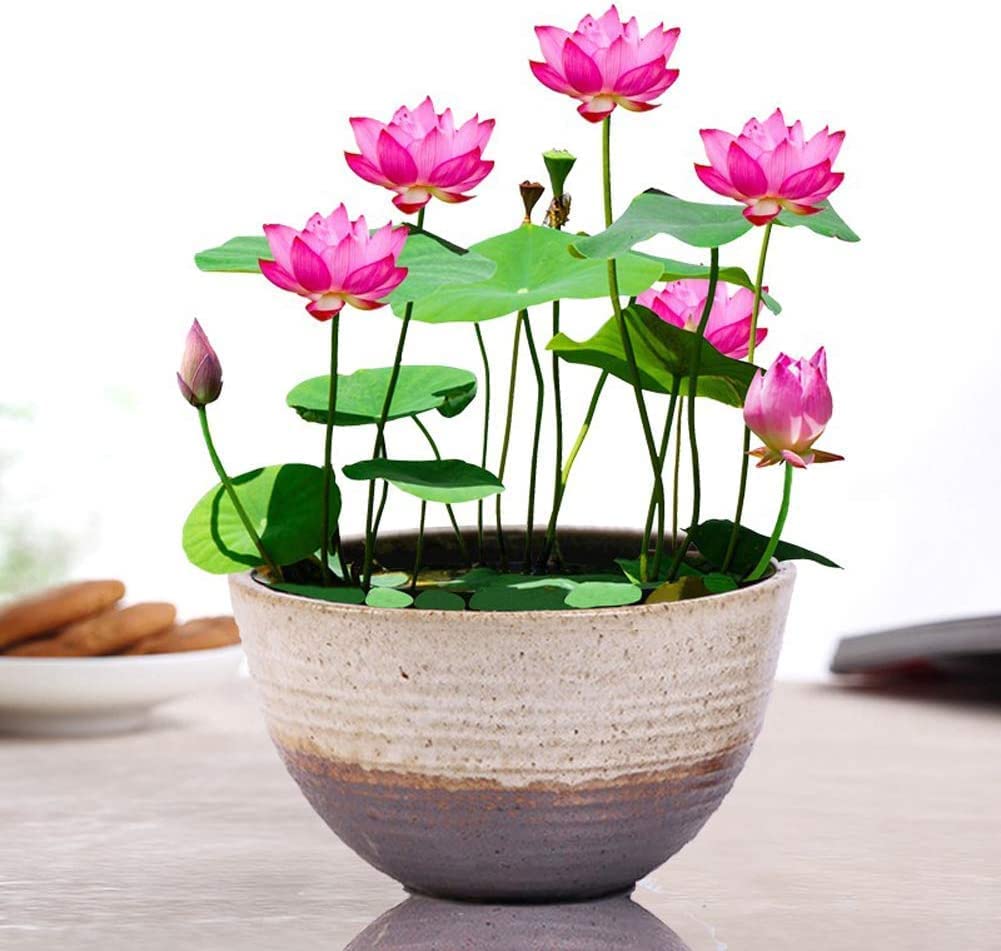 GO GREEN Lotus plant LIANG LI MICRO LOTUS Organic Water Lilies | Lotus Bowl Aquatic Plants Flower Easy from tuber | Bonsai Planting Pond Indoor Outdoor Decor-image-28