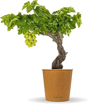 Bloomify  Green Grape Vine Plant Wilma 60-70 cm High Hardy Grape Plant Easy-Care Table Grape for Garden or Pot Especially Sweet and Delicious Fruits
