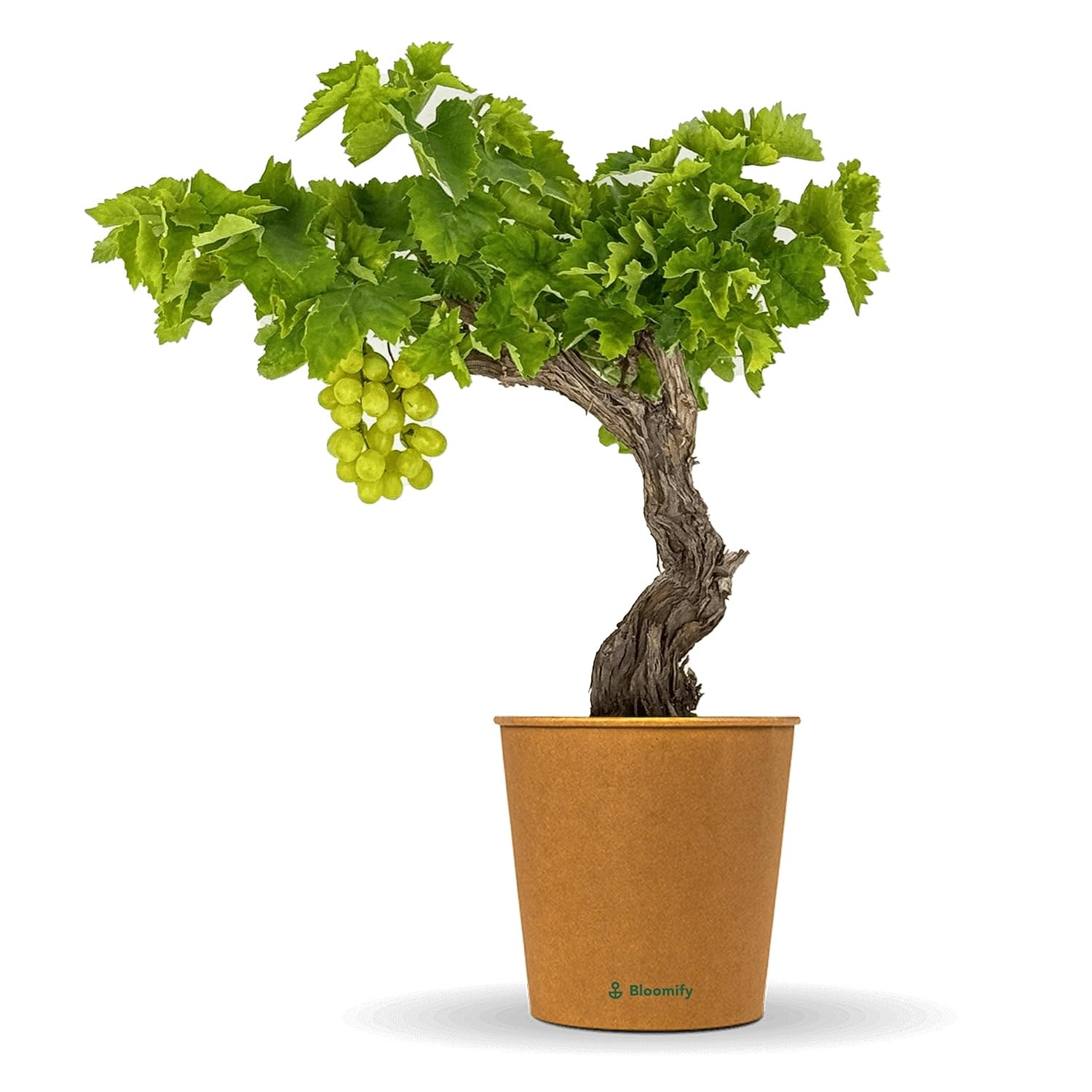 Bloomify® grüne Weinreben Pflanze "Wilma" | 60-70 cm hohe winterharte Weintrauben Pflanze | pflegeleichte Tafeltraube für Garten oder Kübel | besonders süße und leckere Früchte