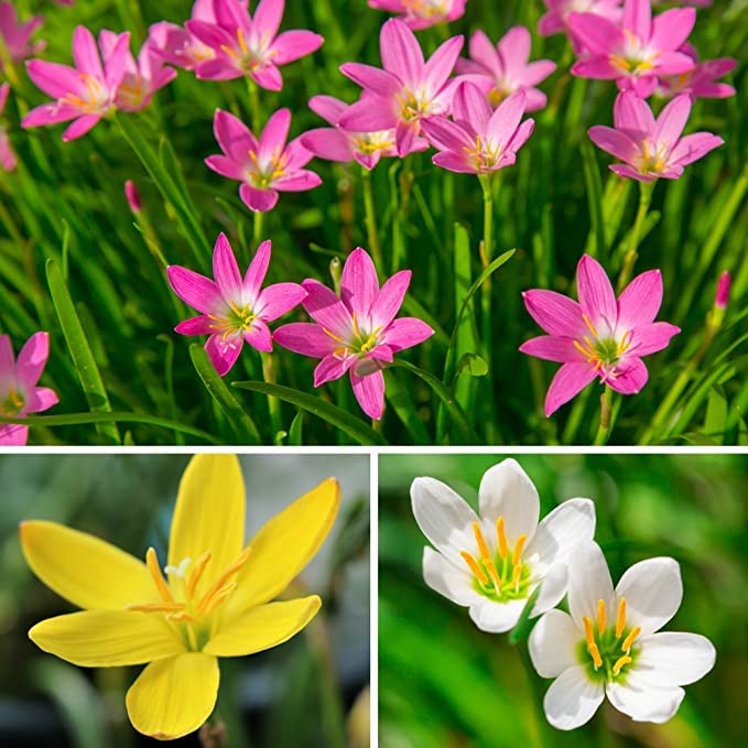 Rain Lily Flower Seeds for Home Garden Pot Pack of 10 Bulbs By Zabbus Mixed-image-24