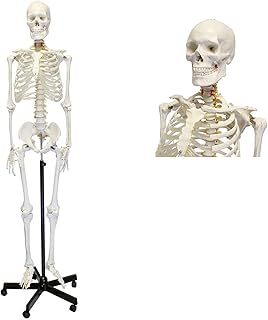 Anatomy Model, Anatomical Model Torso, Skeleton Anatomy Model, 170cm Life Size Skeletal System with Rolling Stand, Removable and Movable Parts, 200 Bones, for Study of Skeletal System, Educa