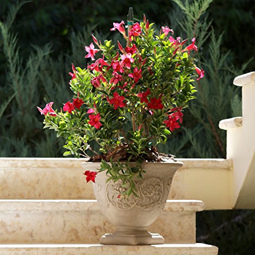 Sunnydaze Darcy 16-Inch Double-Walled Resin Indoor/Outdoor Planter Pot - Fade-Resistant Beige Finish #TOP6