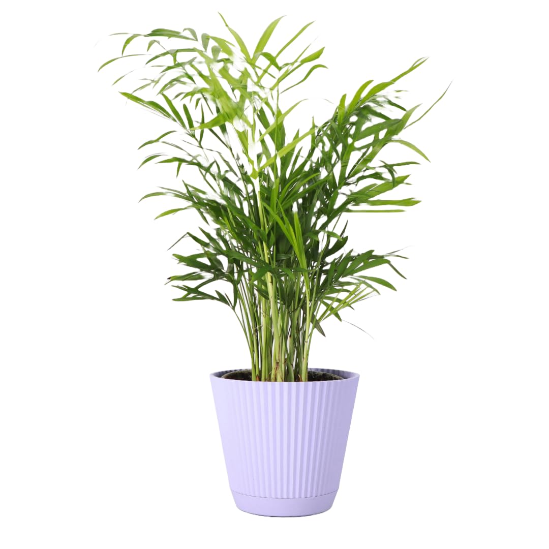 Thorsen's Parlor Palm