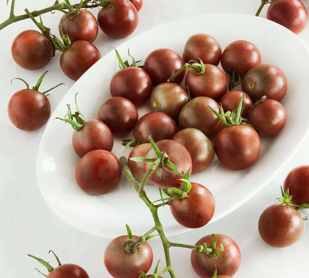 Buy4seeds Tomato Chocolate Cherry 60 Certified Organic Seeds Easy to Garden Yard Patio